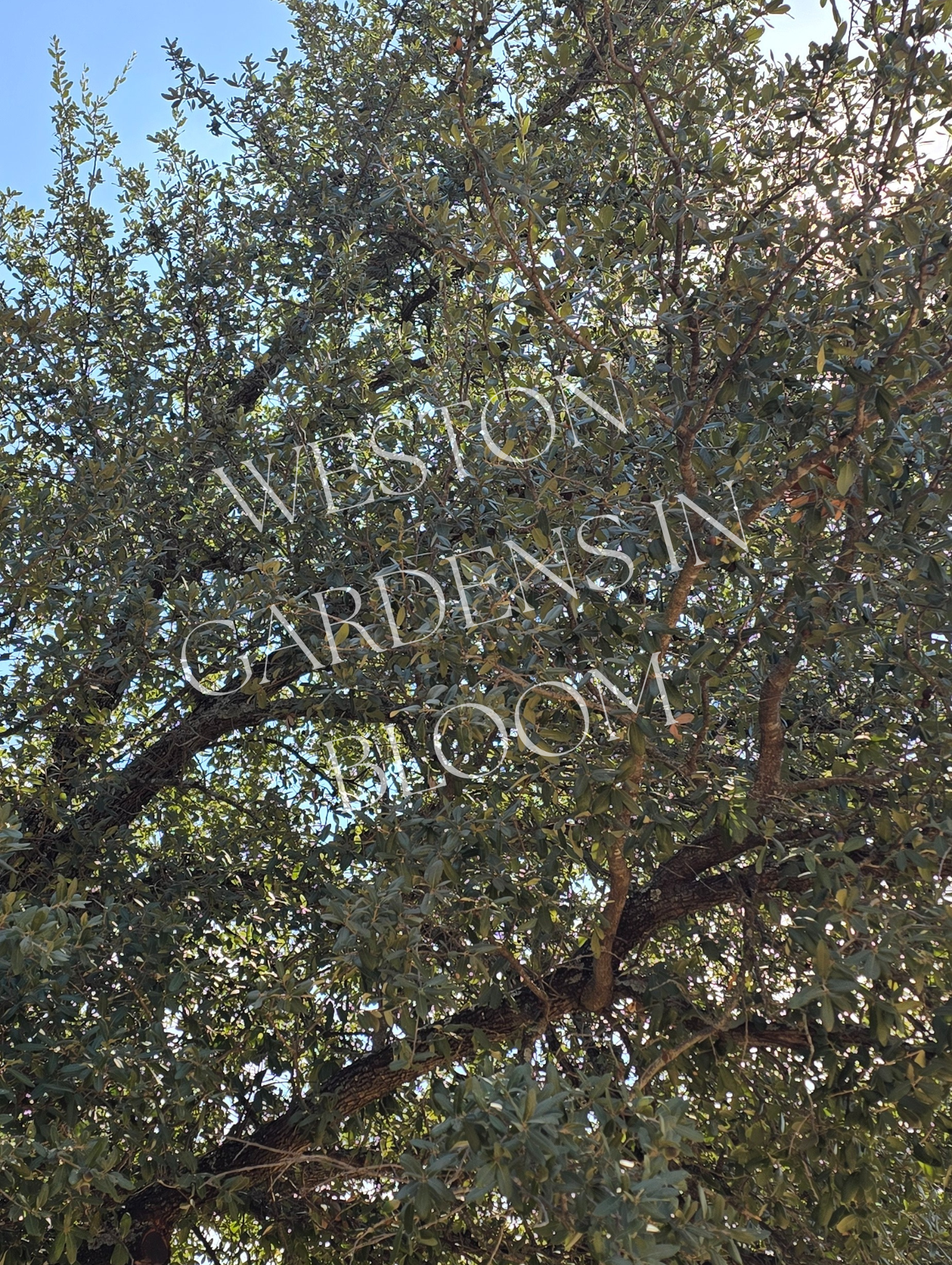 ウェストガーデンページ Plant Types — Weston Gardens